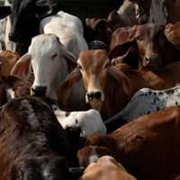 Adopt a Cow