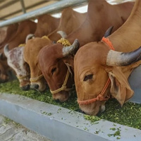 Feed Mother Cows