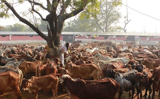 Cow Protection Image