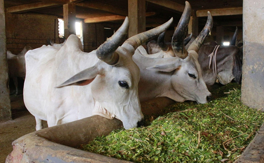 Cow Fodder