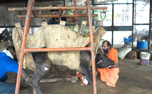 Krishnayan Gauraksha Medical Facility