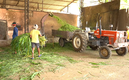 Cultivation of Green Fodder