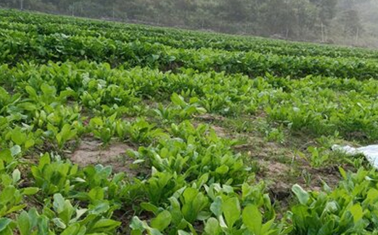 Organic Farming
