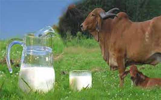 Cow's Milk