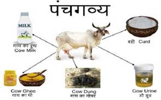 Cow Five Products