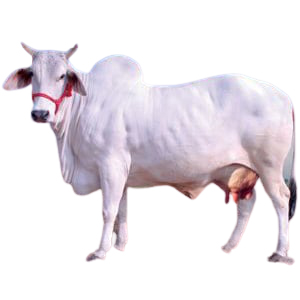 Desi Cows