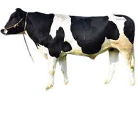 Foreign cows