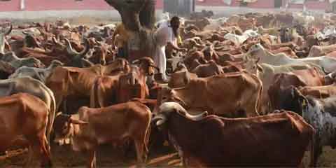 Cow Gaushala