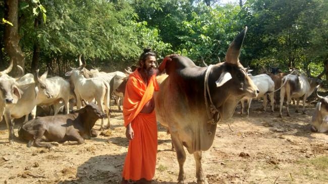 Krishnayan Goshala, where 2200 cows are served