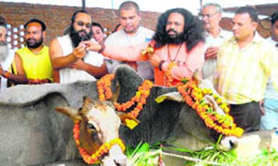 Ashram rescues 95 cows from slaughter house